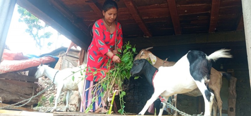 बाख्रापालनमा हौसिँदै रामपुरका महिला